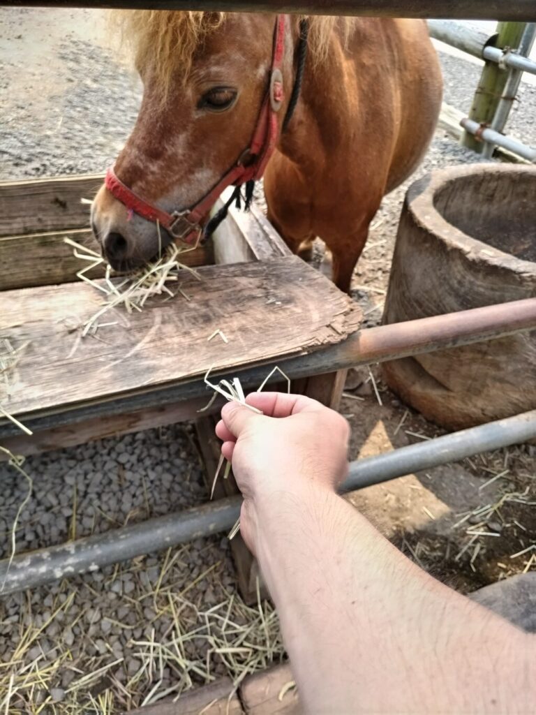 ポニーの写真